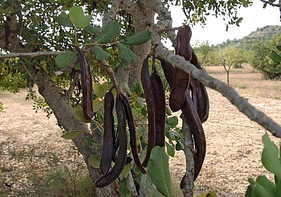 Algarrobas en un campo de Segorbe.