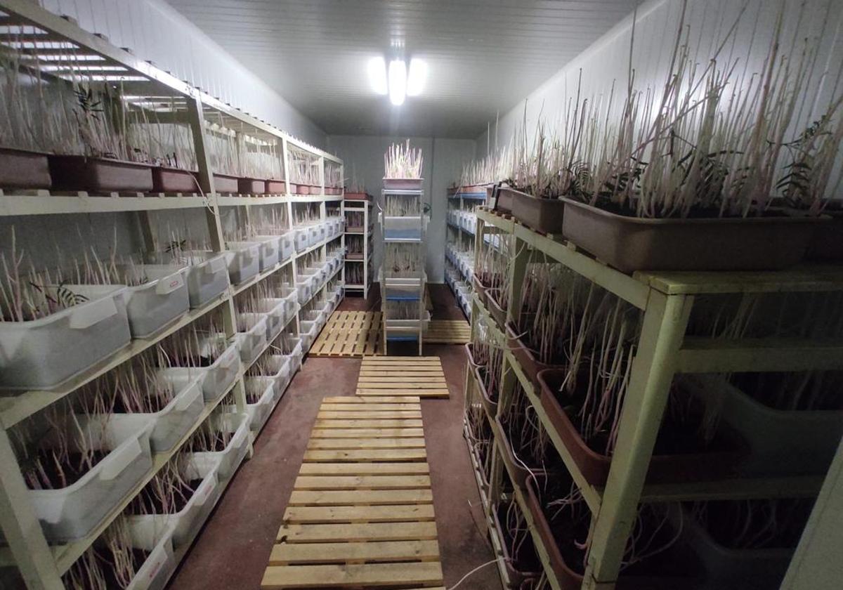 Alzira cria 76.000 depredadores para combatir las plagas agrícolas