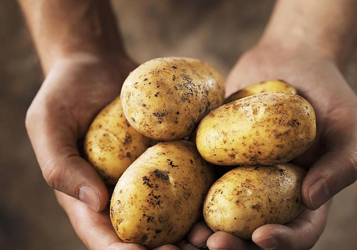El aviso de la EFSA sobre el consumo de patatas con brotes o zonas verdes