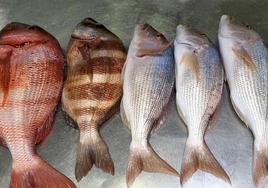 Los pescados de lonja de El Mañet