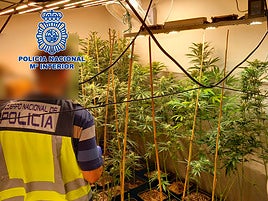 Plantas encontradas en el interior de la vivienda de Alzira.