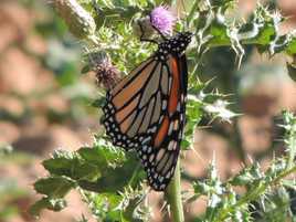 Mariposa monarca avistada en la zona de Requena.