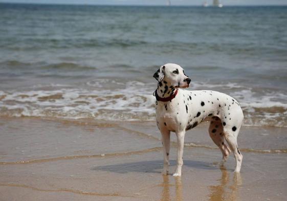 Dálmata en la playa de San Lorenzo