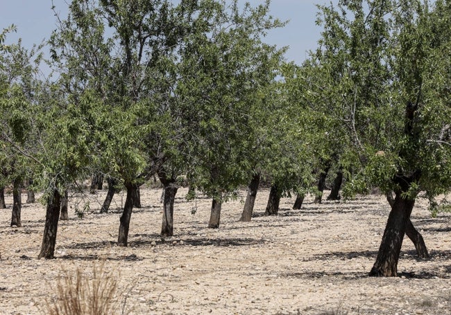 Indicios de sequia y falta de agua en los cultivos de secano