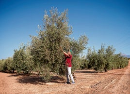 Campo de olivos