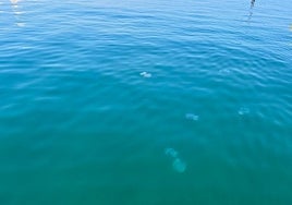Medusa en la playa del Perellonet, este martes.