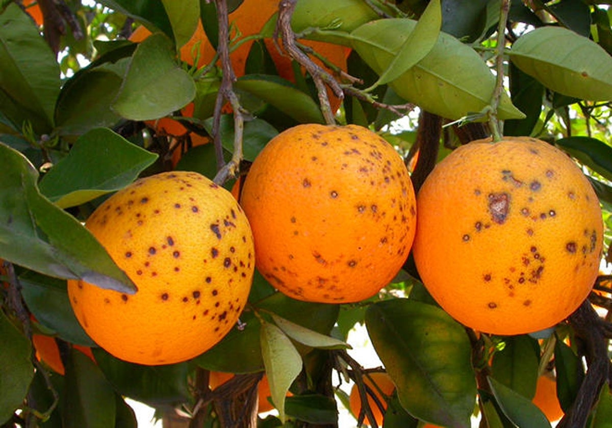 Efectos de la mancha negra en naranjas