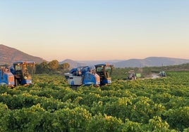 Recolección mecanizada de uva en una finca del término de La Font de la Figuera.