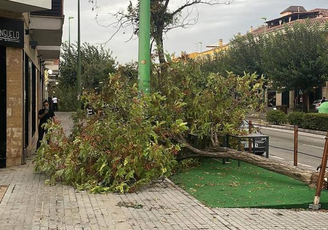 Un arbol caído en L'Eliana