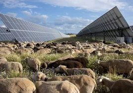 Ovejas pastando en un parque solar de Statkraft en Extremadura.