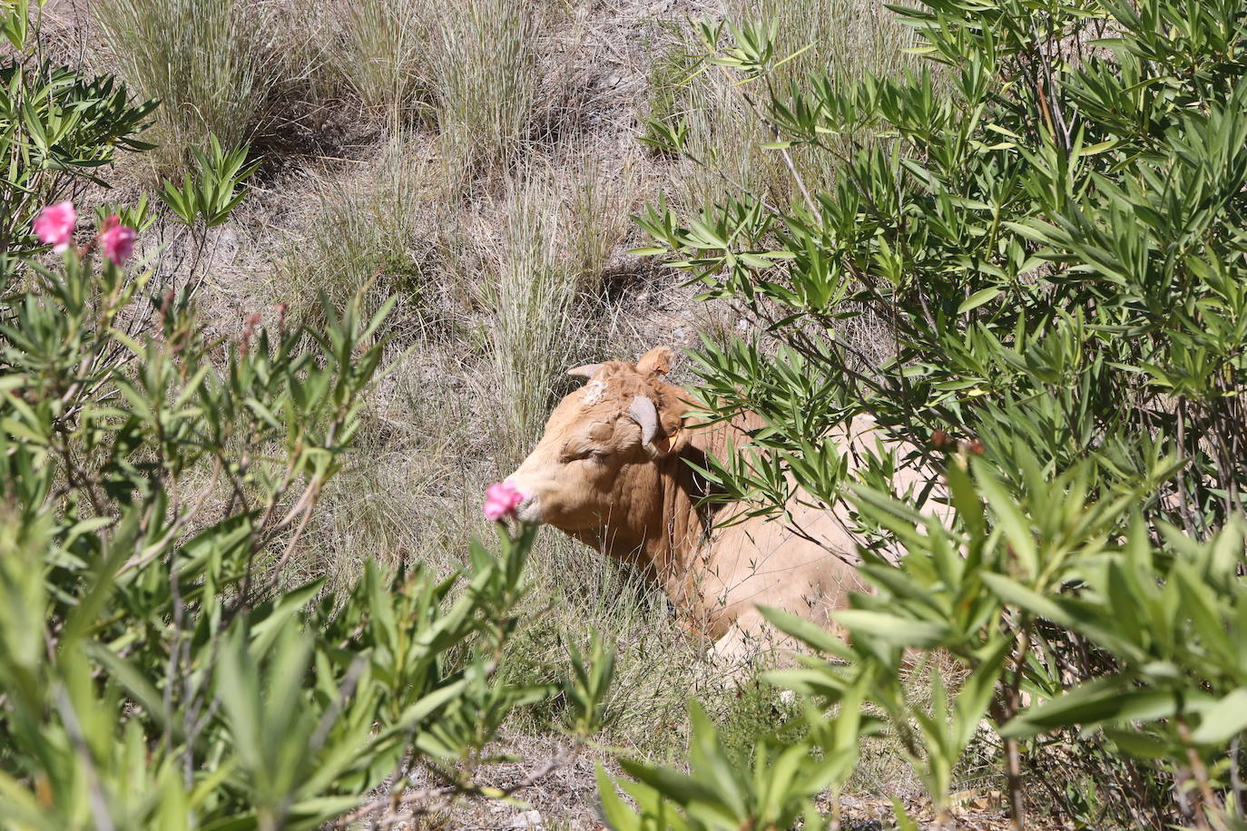 Un camión con toros vuelca en la A-3 hacia Valencia