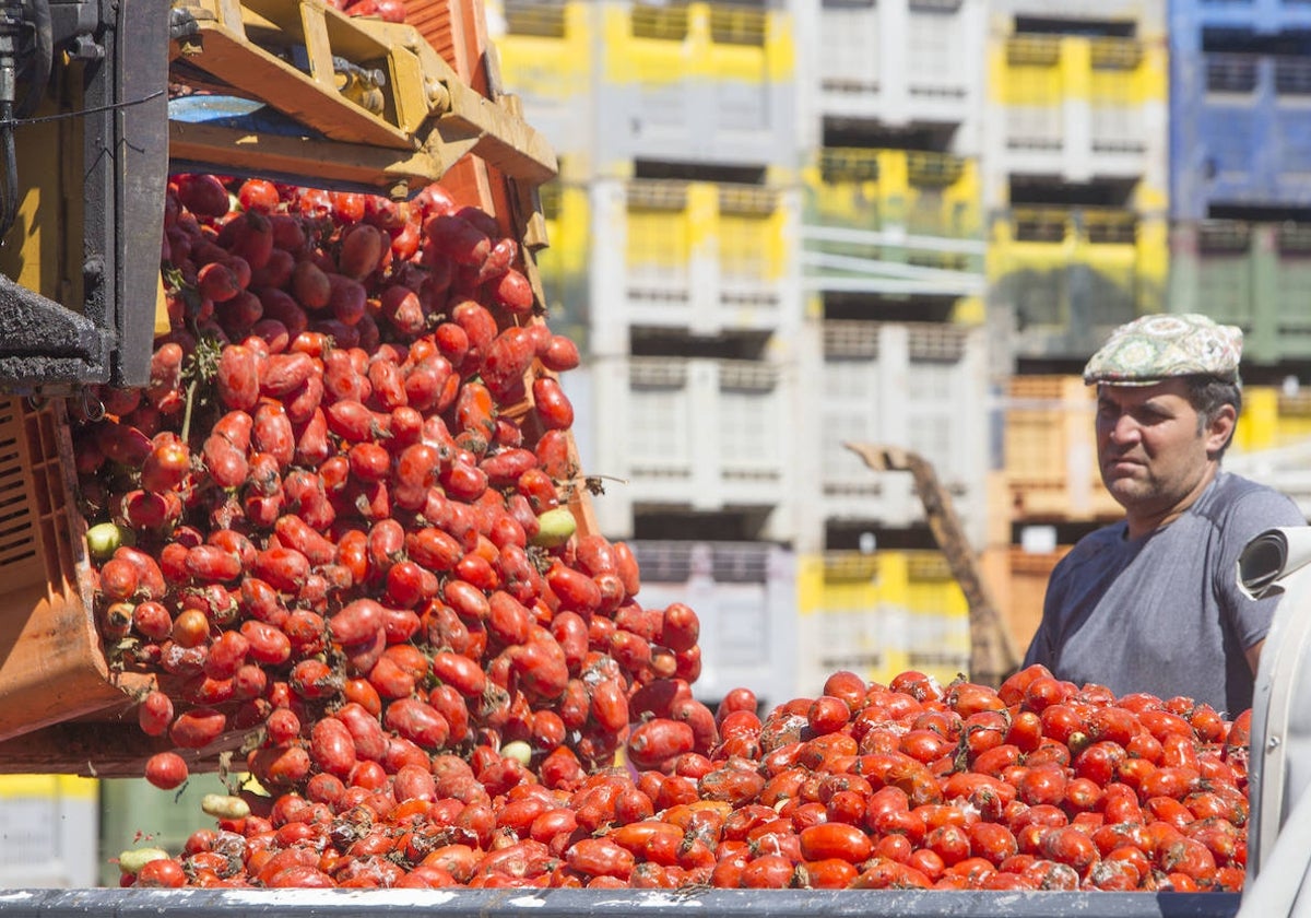 Personal llena con tomates uno de los seis camiones que servirán en la Tomatina.