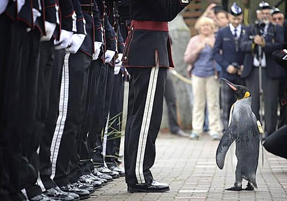 Nils Olav III pasa revista, en Edimburgo, a medio centenar de soldados