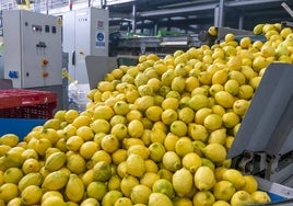 Limones durante el proceso de fábrica