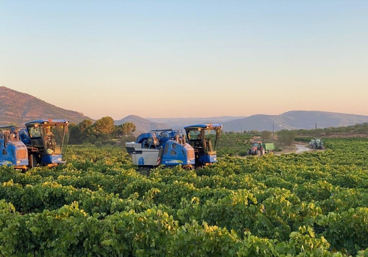 Recolección mecanizada de uva en una finca del término de La Font de la Figuera.