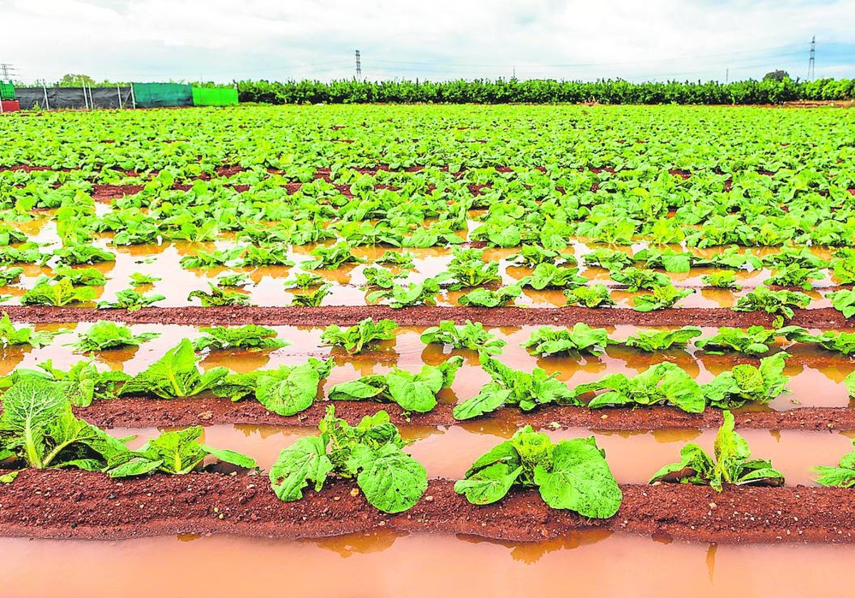 Un campo inundado este fin de semana.