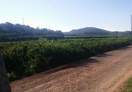 Terrenos de Porxinos.