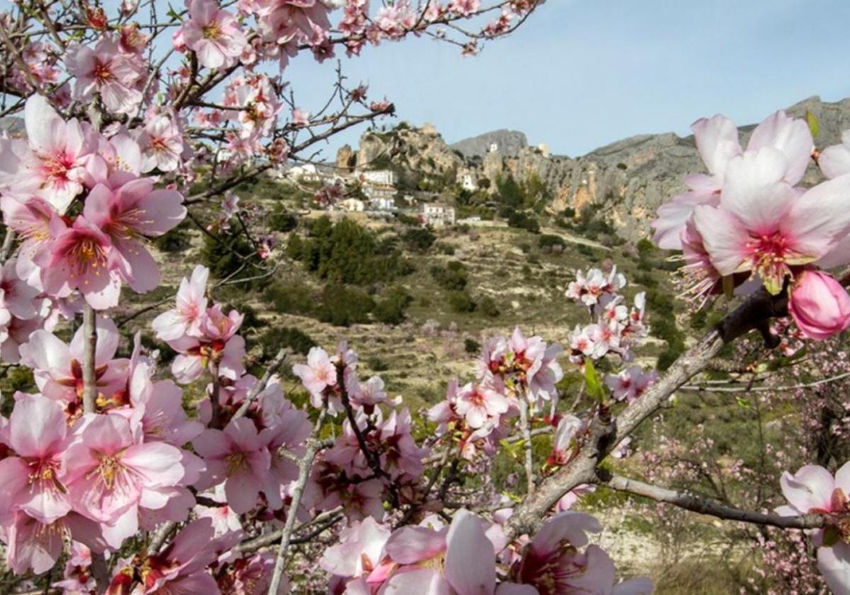 La producción de almendra Marcona y comuna estará más equiparada según las primeras estimaciones. La Cooperativa de Viver prevé una buena campaña de almendra.