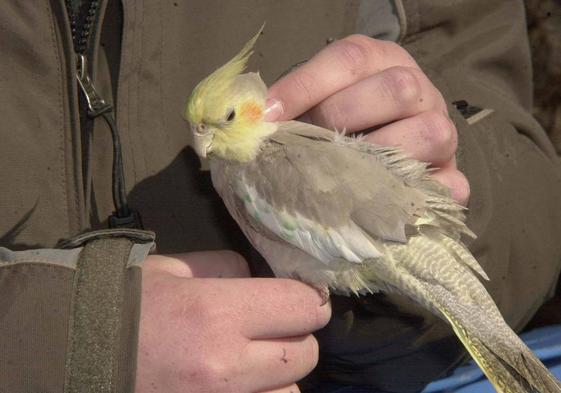 Uno de las aves domésticas entre las manos de su dueño