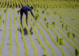 Un agricultor planta arroz en el campo en Malasia.