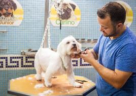 Un hombre le corta el pelo a un perro en una imagen de archivo.