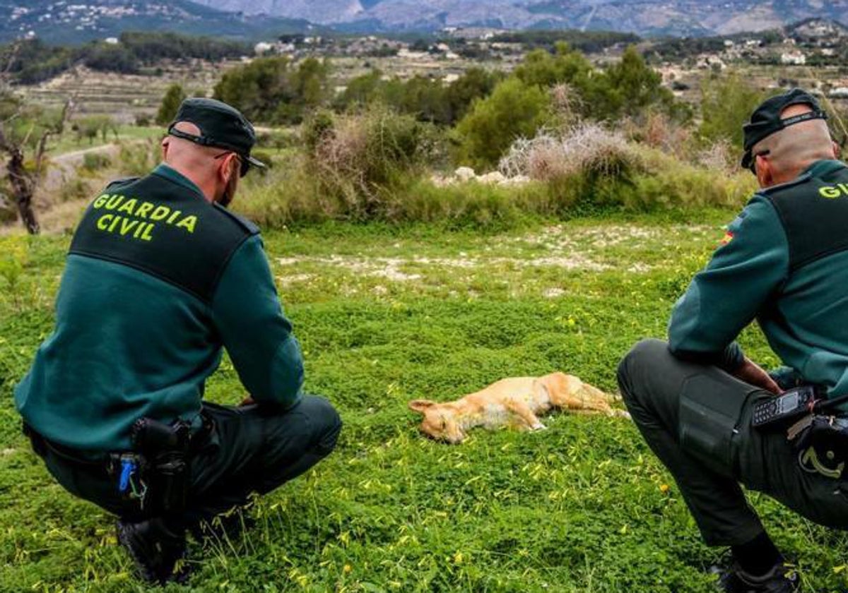 Mueren envenenados dos perros en Foios.