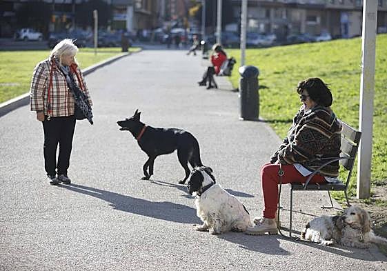 Varios perros paseando junto a sus dueños en una imagen de archivo.