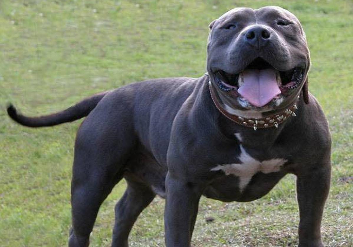 Un ejemplar de American Bully, en una imagen de archivo.