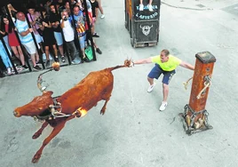 Unos festejos de bou embolat celebrados en Alboraya.