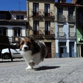 Valencia lleva a pleno las primeras multas de la ley de Protección Animal