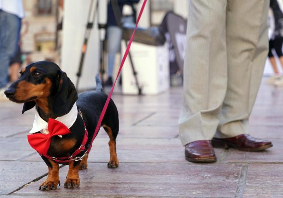 Las excepciones de la Ley de Bienestar Animal que no entran en vigor: del curso de formación al seguro obligatorio