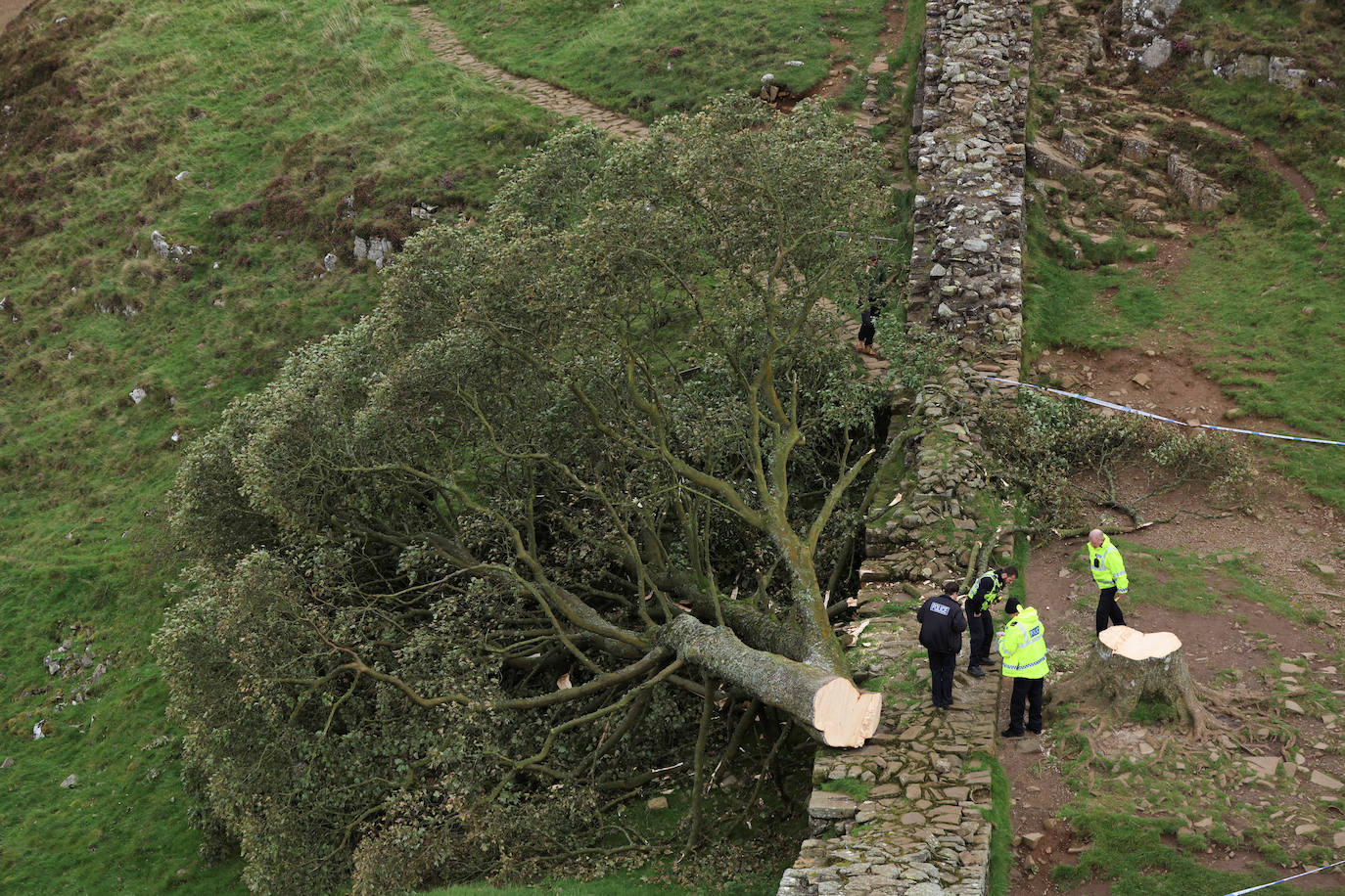 Conmoción en la sociedad británica por la tala de un árbol centenario emblemático