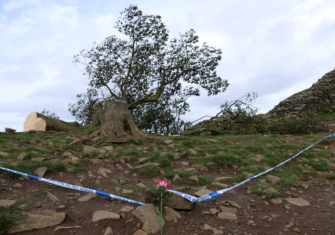 Conmoción en la sociedad británica por la tala de un árbol centenario emblemático