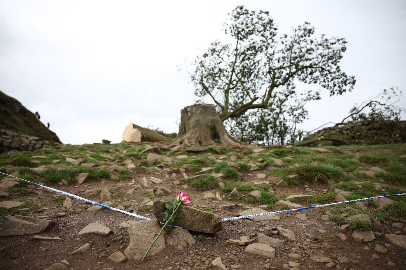 Conmoción en la sociedad británica por la tala de un árbol centenario emblemático