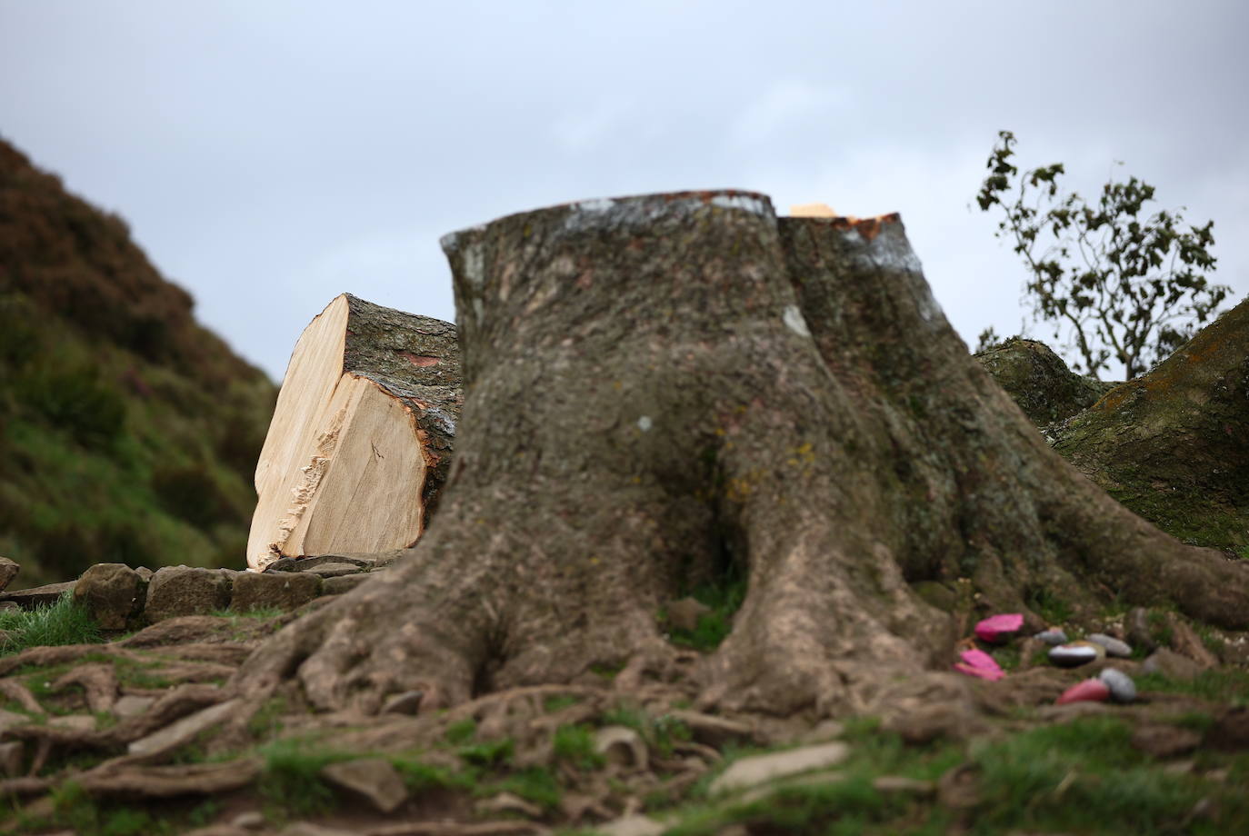 Conmoción en la sociedad británica por la tala de un árbol centenario emblemático