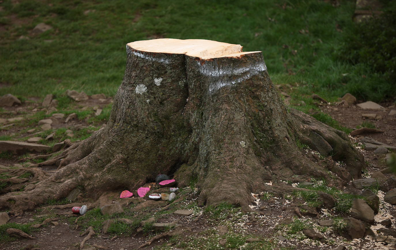 Conmoción en la sociedad británica por la tala de un árbol centenario emblemático