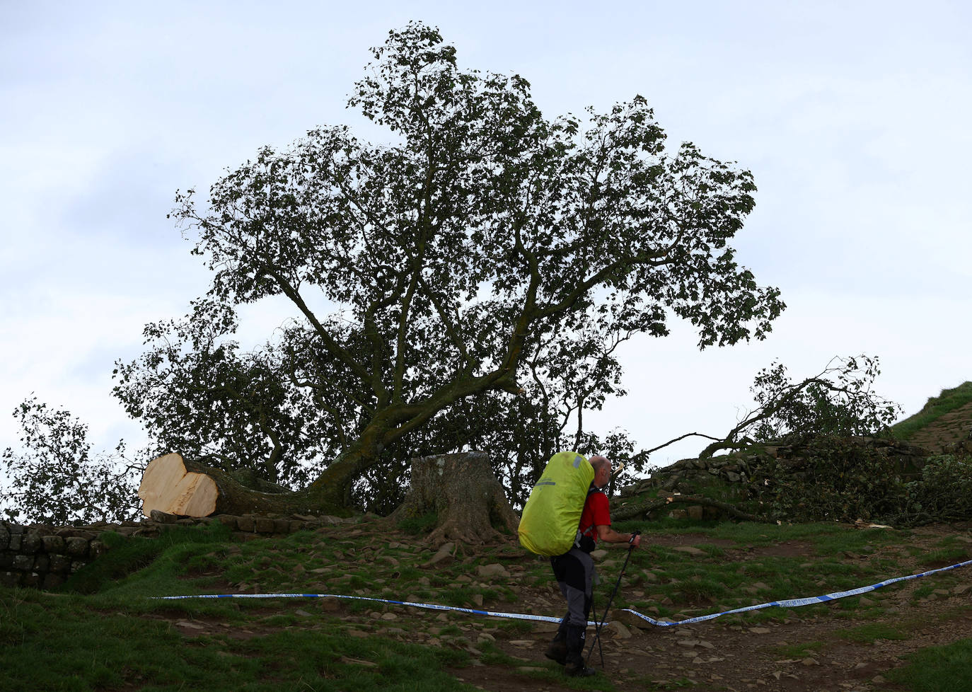 Conmoción en la sociedad británica por la tala de un árbol centenario emblemático