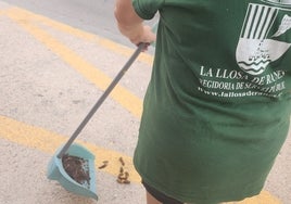 Un operario de la Llosa de Ranes recoge las cacas de perro de la vía pública.