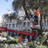 La plaza del Ayuntamiento de Valencia estrena arbolado para el 9 d'Octubre