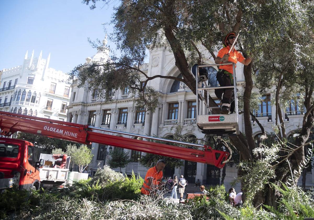 Trabajos de jardinería en la plaza del Ayuntamiento de Valencia.