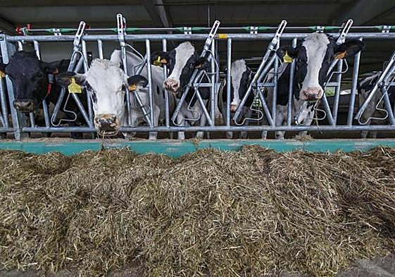 Vacas de una ganadería.