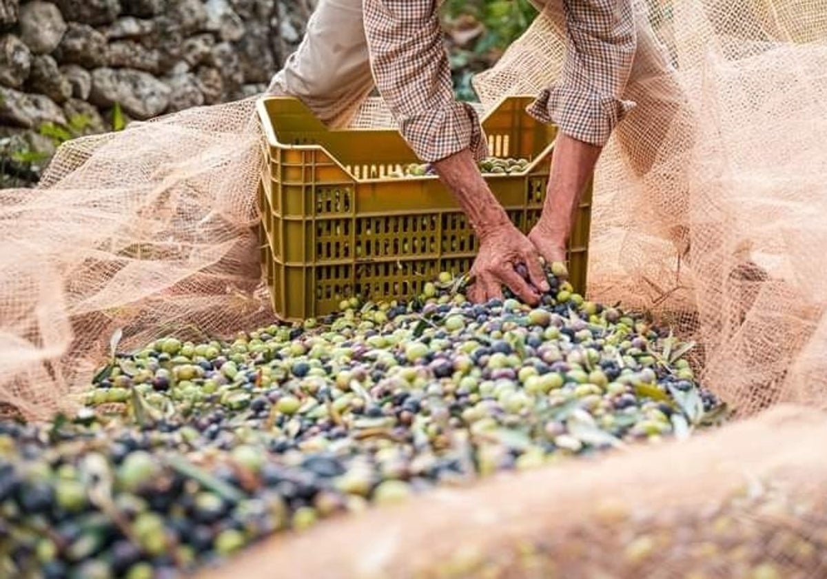 Este miércoles ha comenzado la recolección de aceituna en Enguera.