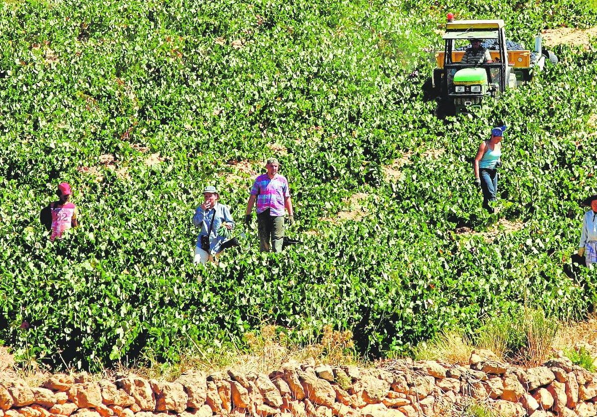 Trabajadores en la vendimia de Requena.