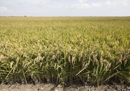 Un campo de arroz en la Albufera.