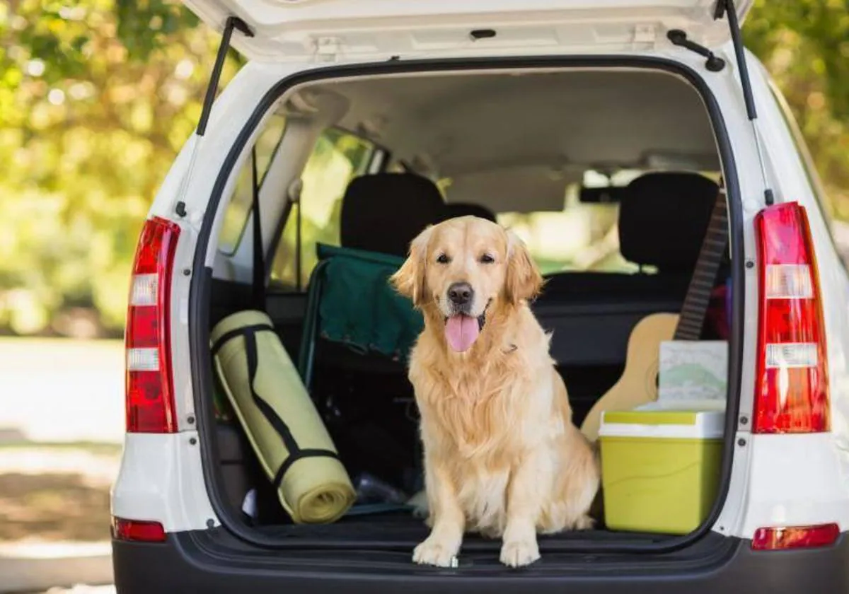 Viajar con tu perro en coche: normativa y consejos bp, Noticias