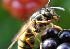 Avispa encima de unas moras.