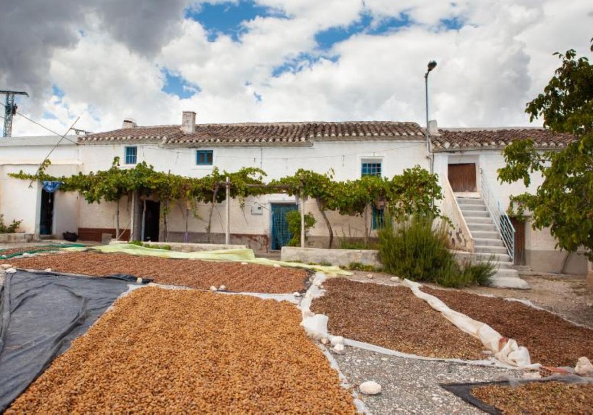 Almendras recién recolectadas y secándose al sol.