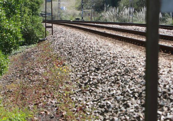 La circulación ferroviaria se ha suspendido hasta la retirada de las ovejas.