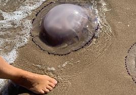 La playa del Saler en Valencia aparece plagada de medusas en el puente de octubr.e