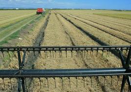 Vista de arrozales ya segados desde la cosechadora, con su molinete alineador en primer plano.